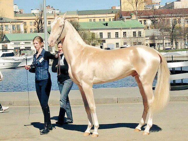 O Xrhsths 秘密にしておきたかった生き物 Sto Twitter アハルテケ 全身が金色に輝く馬で 世界一美しい馬にも選ばれた 世界にたった3500頭しかいない希少な種です O Xrhsths 秘密にしておきたかった生き物 Sto Twitter アハルテケ 全身が金色に輝く馬で 世界一美しい馬にも選ばれた 世界にたった3500頭しかいない希少な種です