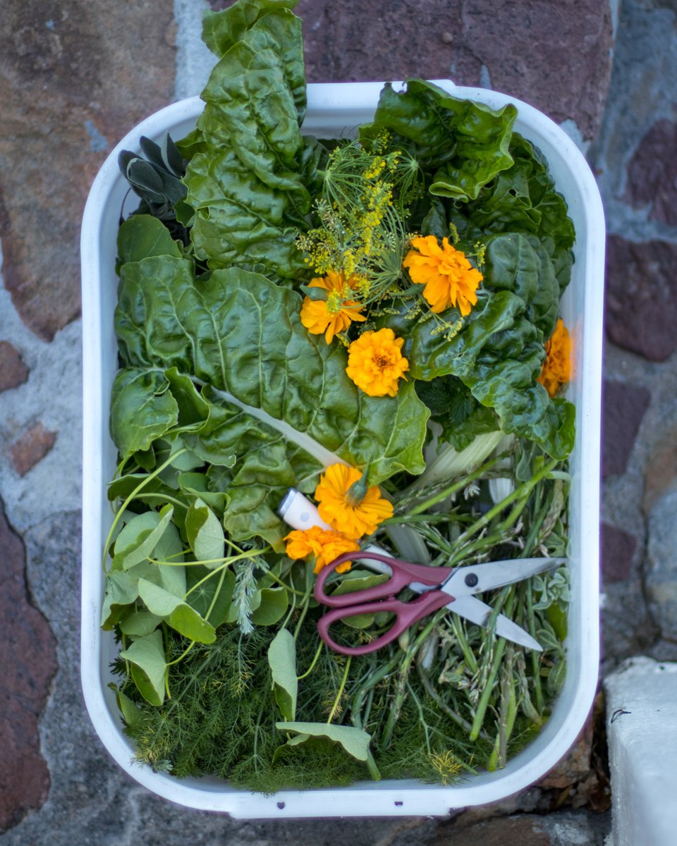 _Salsify_'s tweet photo. The early chef clinches the best pickings #salsifyattheroundhouse #ingredientsfirst #foraging #hyperlocal https://t.co/pd4upHDirF