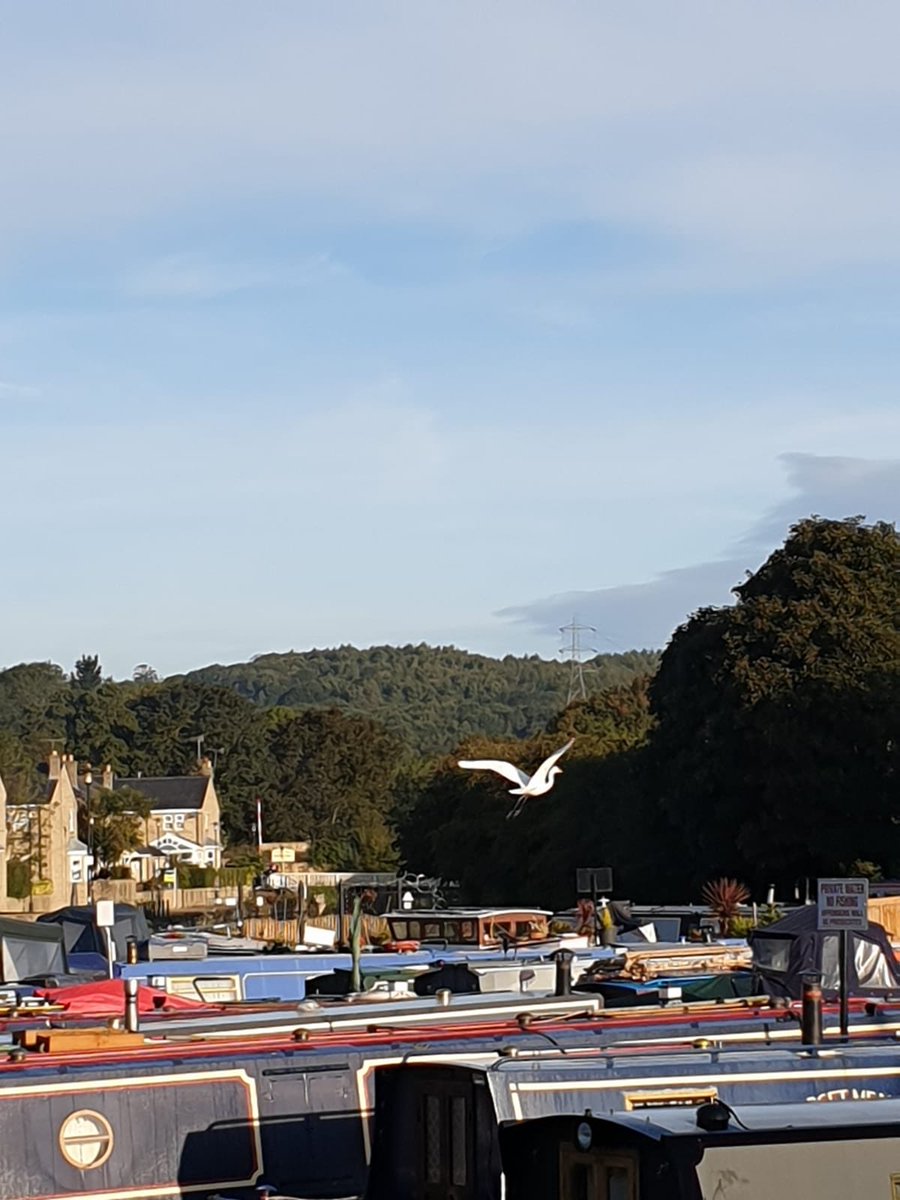 A European White Stork spotted at Apperley Bridge Marina this weekend. First time we have seen this visitor on the Leeds Liverpool Canal <a href="/RSPBEngland/">RSPB England</a> <a href="/CRTBoating/">Canal & River Trust Boating</a>