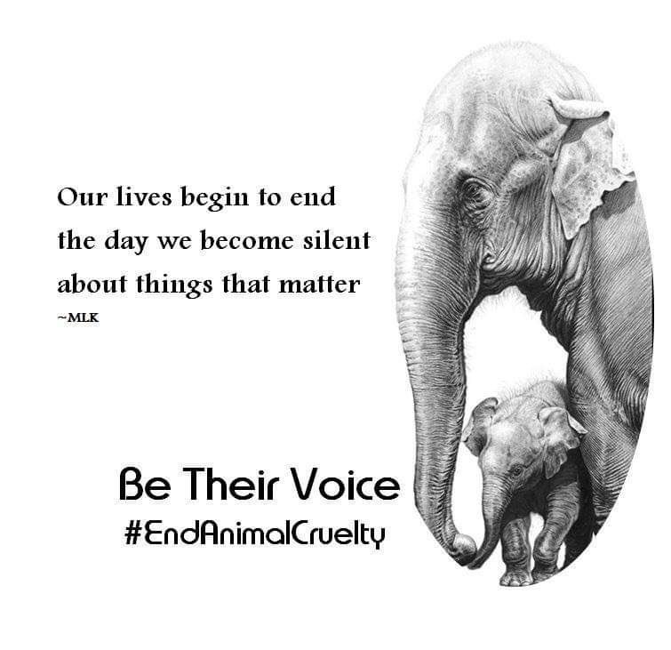 pattykazUSA's tweet photo. 👋 @WildAnimalsFree Welcome!!

Please follow me at this (☝🏻) account also. I use it to fight for animal rights and in particular the use of wild animals in circuses. Thanks guys!!! ♥️ #Resist https://t.co/IL5DhllYyl