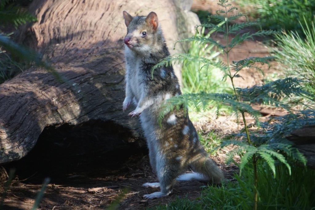 I’m feeling more “quollified” now I have a paper published on quolls :) Thanks to all who've supported this project (& paper). Our paper looks at the lessons we learnt from the 1st reintroduction to the wild on mainland Australia: onlinelibrary.wiley.com/doi/abs/10.111…