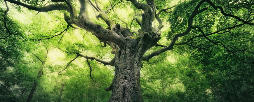 Brabantse heksenboom boom van het jaar? dlvr.it/RDFhzX
