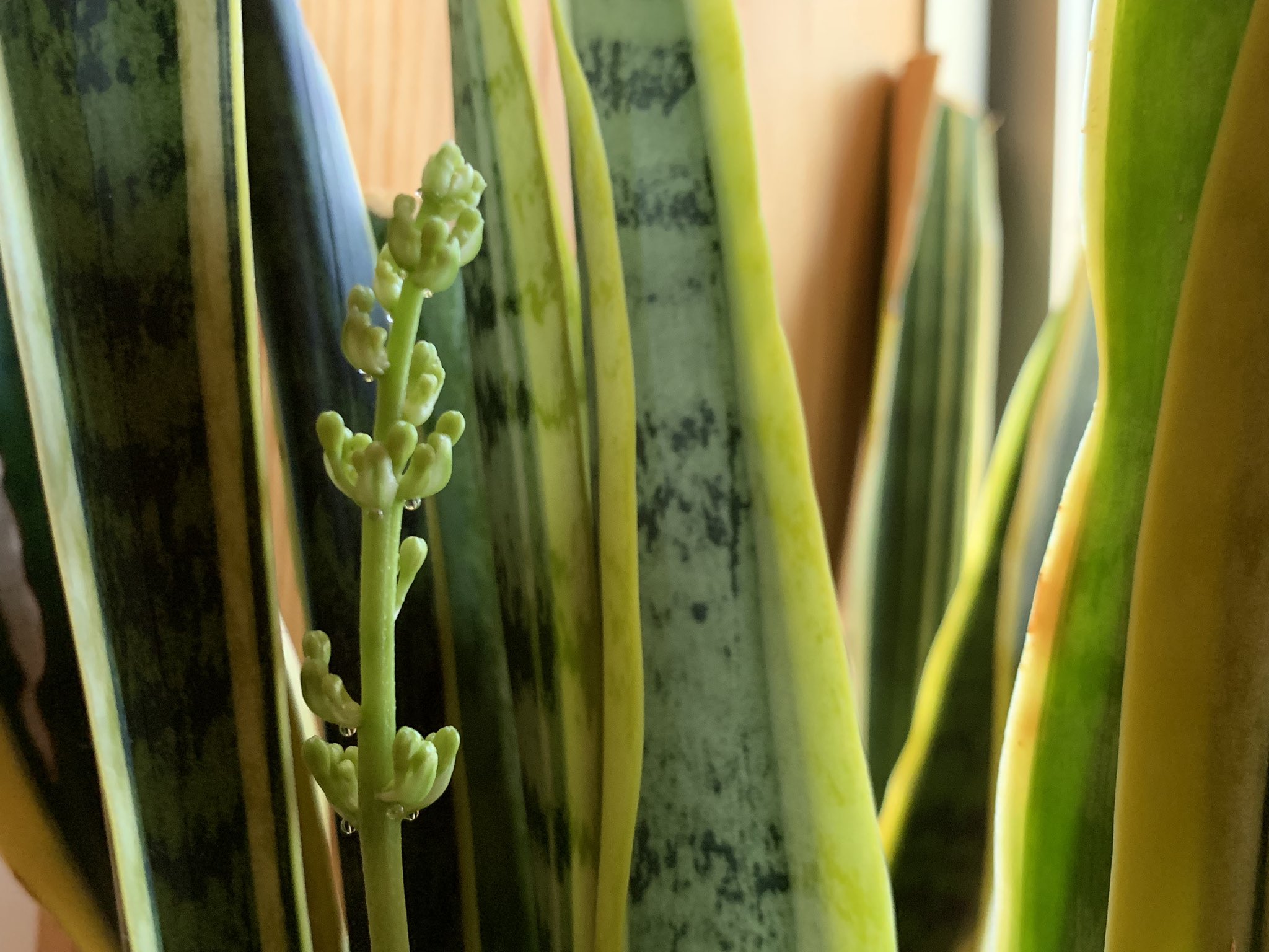 うさお と仲間達 サンセベリアに花芽を発見 開花が楽しみ 凄く香りも良く綺麗な花だけど この雫がベッタベタで触ると大変なんだよね サンセベリア サンスベリア どっちが正しい T Co Yuzzbg8lch Twitter うさお と仲間達 サンセベリアに花芽を発見 開花が楽しみ 凄く香りも良く綺麗な花だけど この雫がベッタベタで触ると大変なんだよね サンセベリア サンスベリア どっちが正しい T Co Yuzzbg8lch Twitter