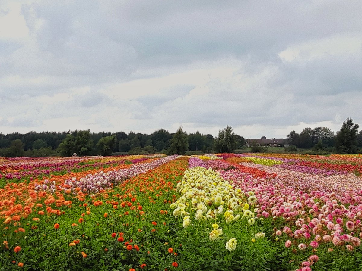 Stunning Dahlia fields in the Dutch Flower Region as we speak. In 6 months time this colourful region will be full of tulips again.

#holland #dahlia #tulips #flowerfields #dutchflowerregion