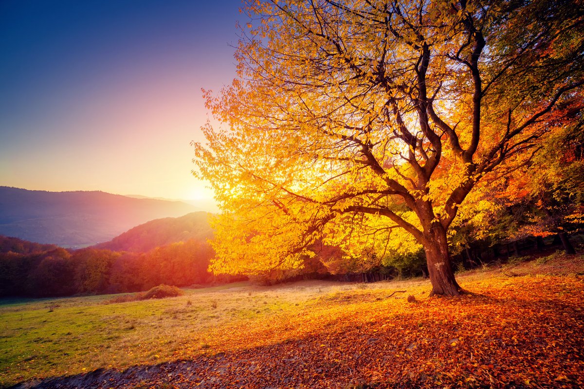 A_AMilne's tweet photo. “All my life I have found reassurance in the countryside; have found sorrows and anxieties benefitting from a walk through a meadow. Something to take my mind off its particular worry, as refreshing and restoring as a cool drink on a hot day.” ~C.R.Milne #TuesdayThoughts #nature https://t.co/IuR6b2vaT3