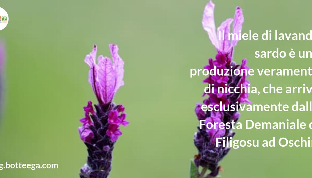 Ne abbiamo parlato qui: 
"Il miele di Sardegna: storia, leggende e tutti i tipi (11!)" - blog.botteega.com/miele-di-sarde… #mielesardo #prodottisardi