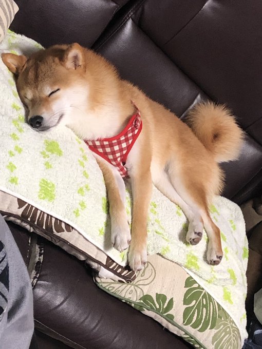 西島隆弘 の評価や評判 感想など みんなの反応を1時間ごとにまとめて紹介 ついラン 西島隆弘 の評価や評判 感想など みんなの反応を1時間ごとにまとめて紹介 ついラン
