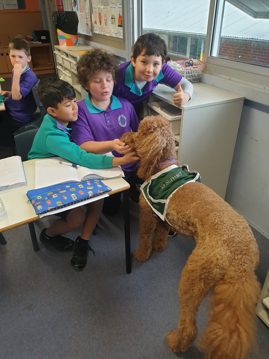 Mrs__Bonilla's tweet photo. 4B loved having Bella (the dog) visit today. We learnt how to be safe around dogs and enjoyed saying hello and giving her a pat. @PsElderslie https://t.co/28LK8ujEvn
