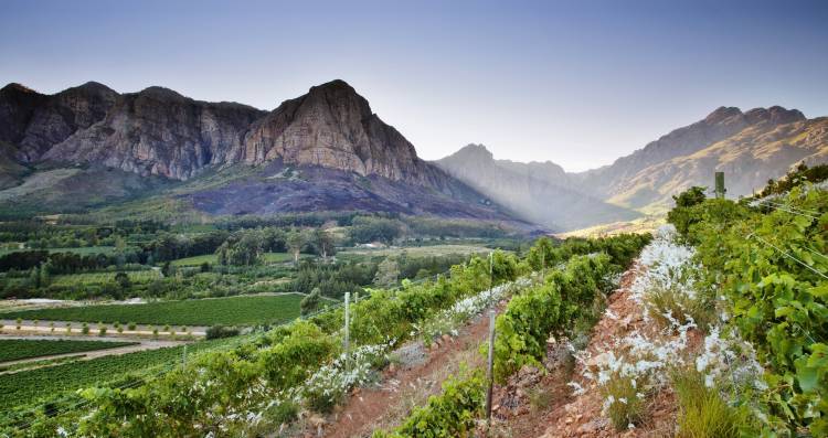 NEW BLOG POST!
"Oldenburg Vineyards: a must-add to any boozy Stellenbosch itinerary" is a heroic account of a wine tasting, a brief ode to Wonder Woman, and an existential writer's crisis to find the right words. wanderwomanthea.com/2019/09/17/old…