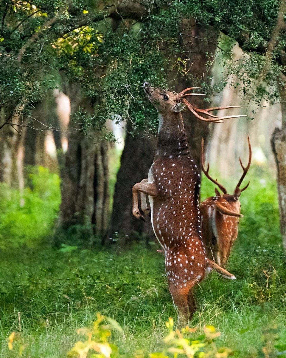 srilankan_views's tweet photo. 🇱🇰#Beaut_of_Srilanka🇱🇰

#TravelSrilanka 

#Yala_National_Park

#Deer 🦌

#Yala_National_Park is the most visited and second largest #national_park in #Srilanka

#Yala | #Hambantota |  #Srilanka https://t.co/cxLeRThPj1