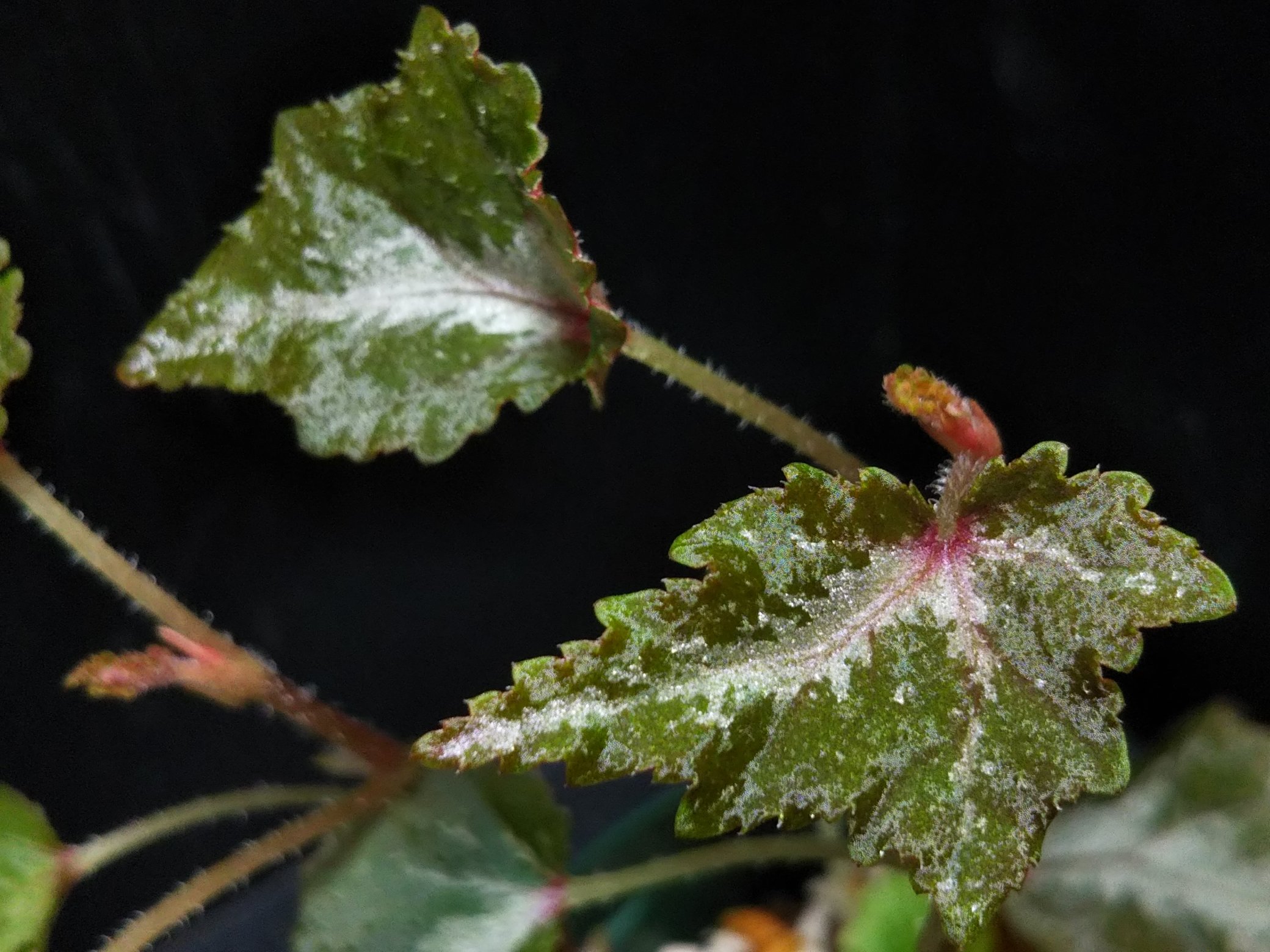 Aqua Fortune Begonia Sp Indonesia Kalimantan Luwu Timur ６月のベゴニア 展で購入したベゴニアです 想像以上に綺麗になりました ベゴニア ベゴニア展 T Co Sywukr7gop Twitter