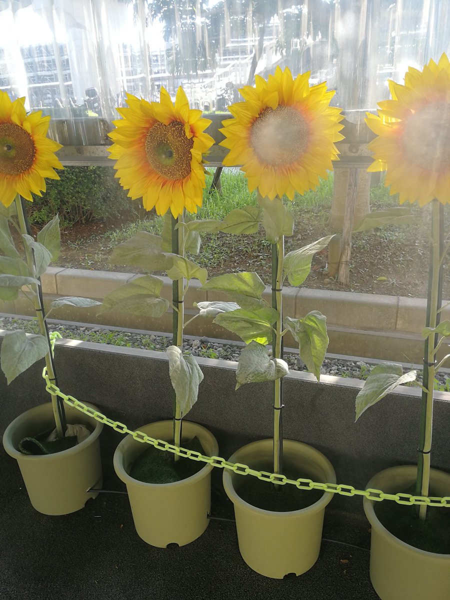 あんど 本物のひまわりの花芯を貫いて噴霧器を差し込まれてるの ひまわりサイボーグという感じがしてエグい