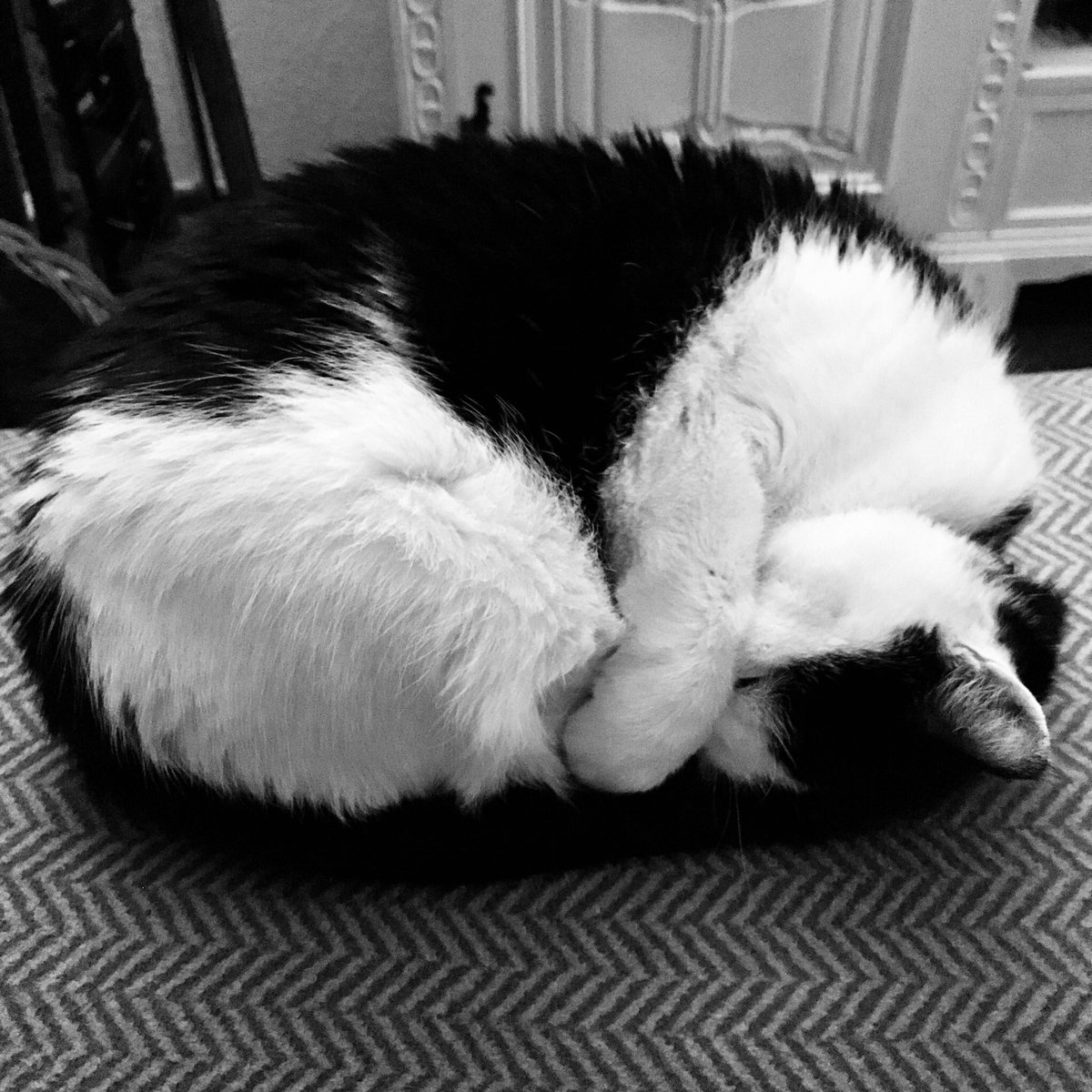 ThoMan4711's tweet photo. Nachts erwacht und einen #CatCube gefunden π€·ββοΈ
Guten Morgen π https://t.co/4P9oSQxBBS