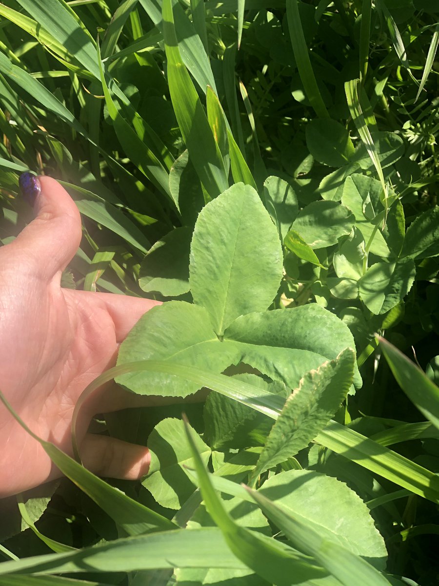 AimeeKilpatric2's tweet photo. Just out on a fodder crop inspection with my client, Full RLF program from liquid at seeding, seed priming with BSNSS and Plasma Power Foliar. We’ve had a tough season regarding temperatures and sunlight, pretty happy with how it’s coming along. #PowerNP #BSNSS #PlasmaPower https://t.co/rXov1TCV09