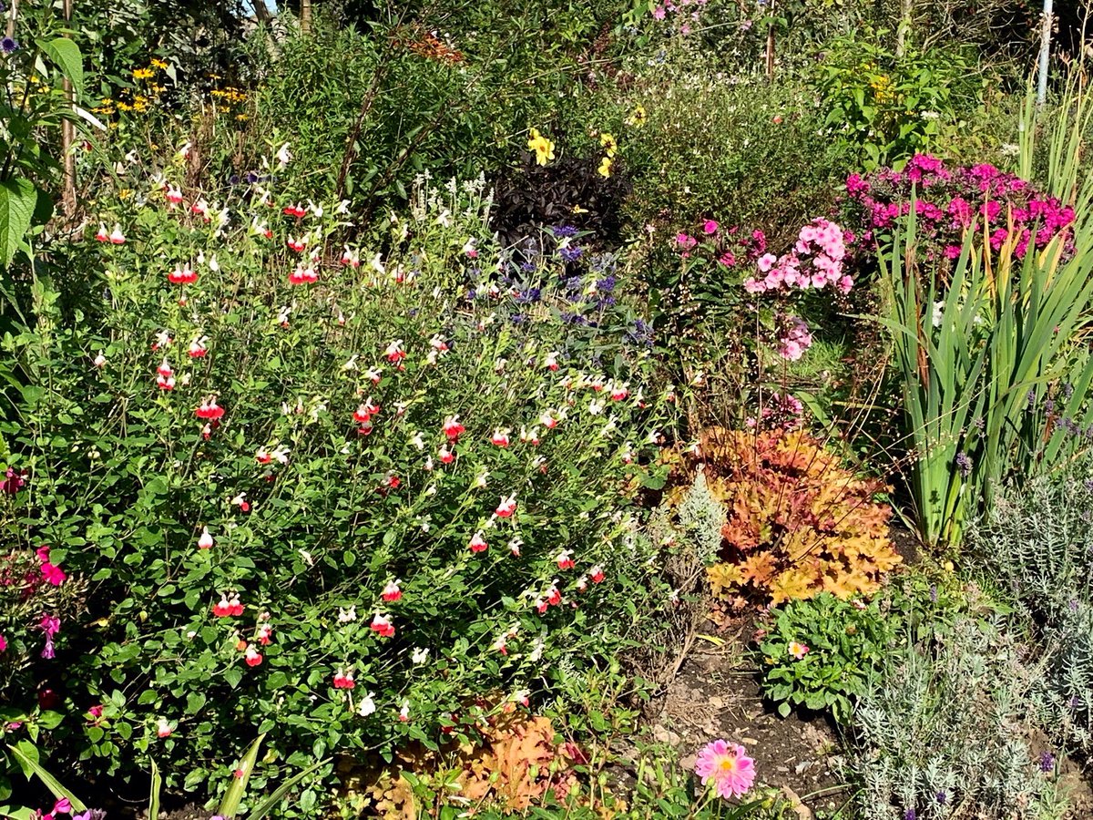 john_bent17's tweet photo. Weeping Ash Garden yesterday https://t.co/uq1MRcgRO3