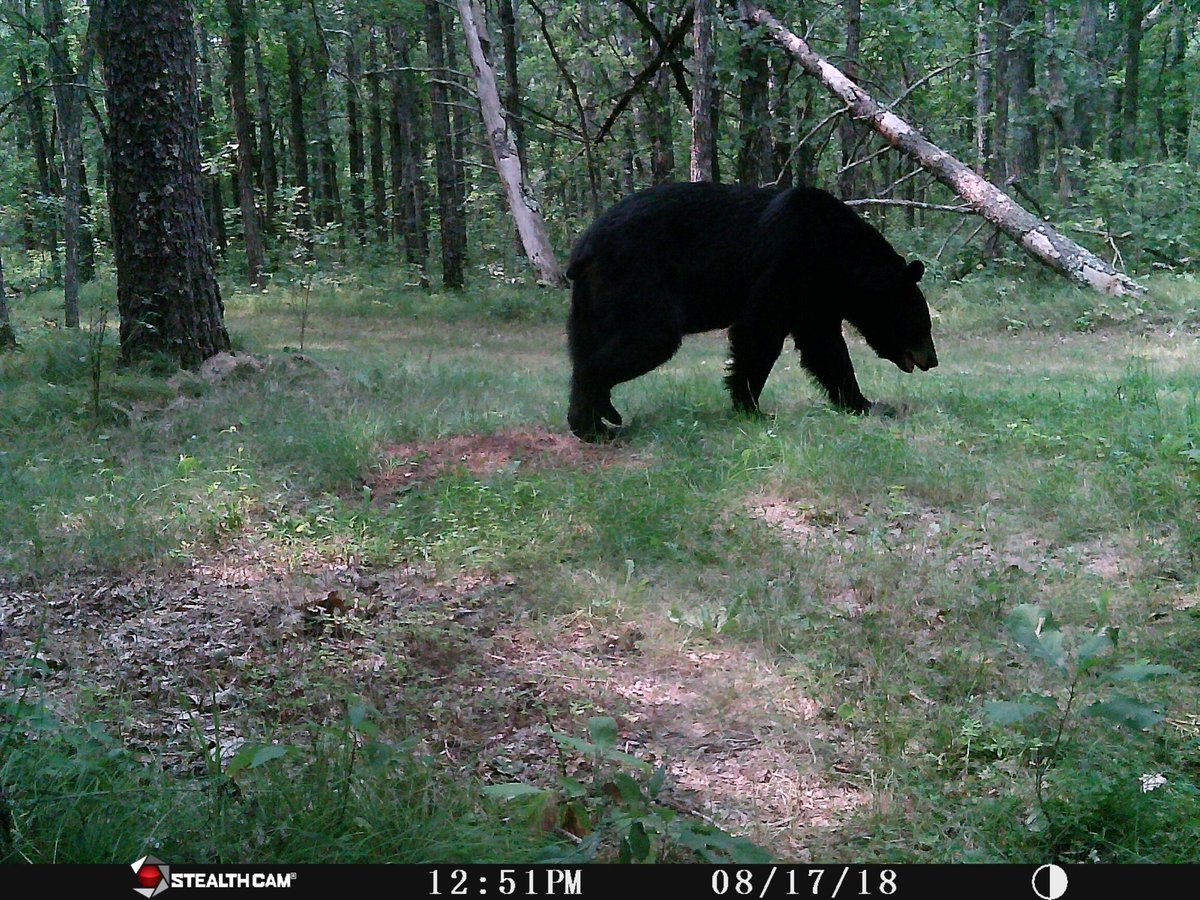 Campinggearpro1's tweet photo. https://t.co/CUtHyGBJpb Bear, Deer and Turkery watching up north in Minnesota with my Trail camera. Come see our trail camera's! #hunting #bsdfire #campfire #art #bhfyp #follow #automa #everydaycarry #edc #aplik #light #bushcraftlight #casa #edcflashlights #backuplight #outdoors https://t.co/U40A5hWAfS