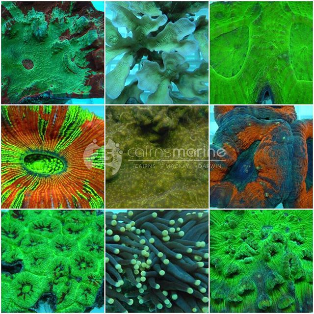 Some of the pieces going out this week

Wholesale enquires only - get your LFS to contact us for stock, availability and pricing.

#cairnsmarine
#allmymoneygoestocoral #allmymoneygoestofish 
#reef #reefaquarium #aquariumfish #marineaquarium #reeftank #sa… ift.tt/31un2Ui
