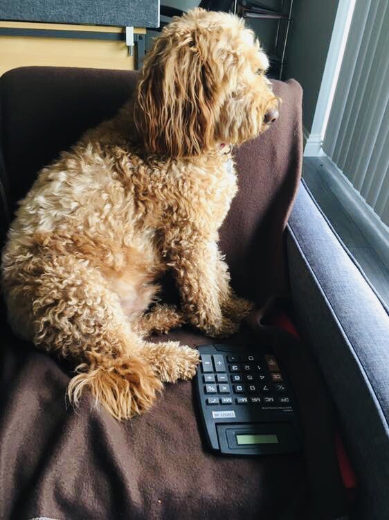Monty is not focused on his work today! Too sunny outside...😎 #Cheltenhamjobs #Gloucesterjobs #newjob #recruitment #officejob #GlosBiz #SJMRecruit