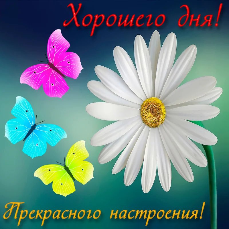 Открытка добрый день для женщин, день выпускного открытки