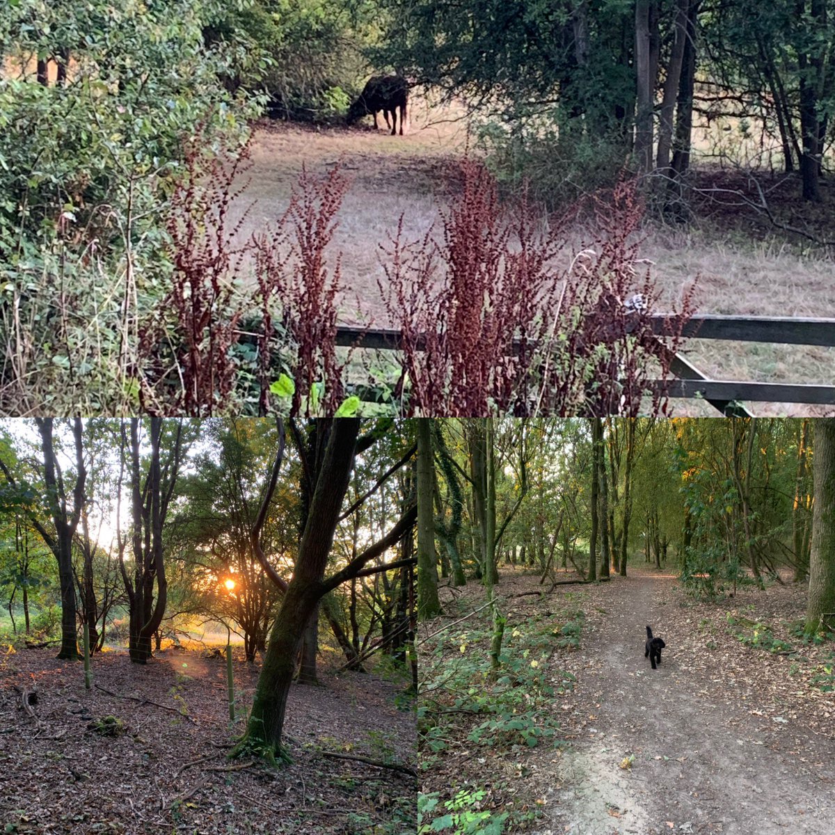 SuziLDavis's tweet photo. #wednesdayworkout #gym #walkeddog all by 715 am #nature #autumn #glorious https://t.co/FzkQPisQQC