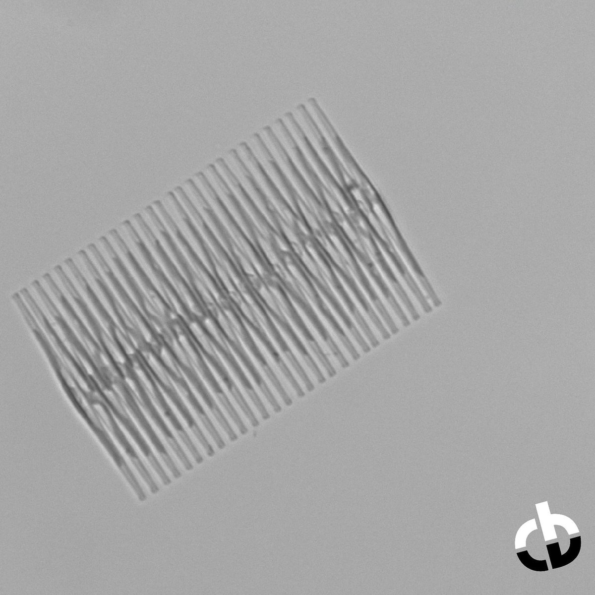 CytoBuoy's tweet photo. Fragilaria is a genus of freshwater and saltwater diatoms
#science #microlife #microscopicworld #plankton #cytosense #imagingflowcytometry #flowcytometry #microscopy #undermicroscope #diatoms
https://t.co/GLH5DKEhtW https://t.co/fx6j8212vz