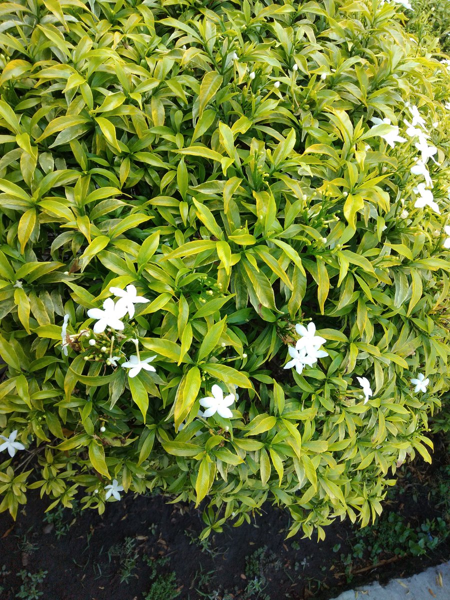 pandakaki plant