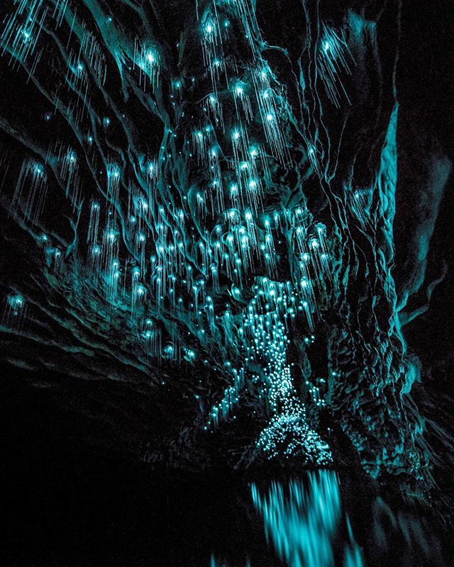 wanderlustmag's tweet photo. These aren't fairy lights 🐛 The Waitomo Caves, on New Zealand's North Island, are home to a luminescent population of glowworms (Arachnocampa luminosa) snuggled in amongst the stalactites and stalagmites... Have you ever seen anything so magical? 📸: … https://t.co/drtaWRq6tb https://t.co/WRLZh9eco5