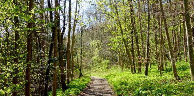 Yesterday For Simon travelled the woodland pilgrims way between Dorking and Oxsted 
Begining to struggle more but beautiful views
#pilgrimsway #dioceseofchichester #diiceseofsouthwark #gettingweary #beautifulviews #rectorofstpaulschichester #chichester #churchofengland