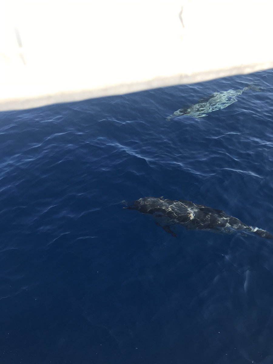 plant_stuart's tweet photo. The sailing has been amazing today on the international voyage of recovery, we have just had dolphins with us. @PhoenixFutures1 @KarenBiggs4 https://t.co/9ljGSY2Zc0