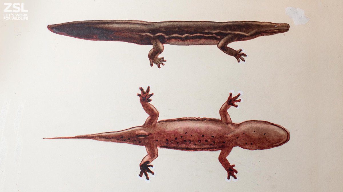 OfficialZSL's tweet photo. Newly discovered species of giant salamander is world’s biggest #amphibian. DNA from @NHM_London museum specimens, collected in the early 20th century, has revealed two new species of giant salamander. https://t.co/qh8MkcUyYK  #TuesdayMorning https://t.co/aOqBgfLHKx
