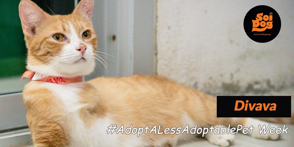 It's #AdoptALessAdoptablePet week.
At #SoiDogFoundation we have many #tripaw kitties who have been waiting for so long to find homes. 
Like Divava here:
soidog.org/adopt/divava-1…