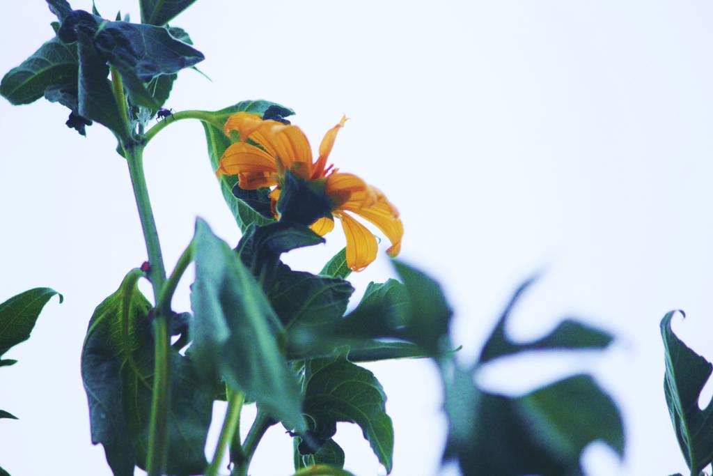 Rhaybags's tweet image. 🌸🌻🌼🌿My photography 101 at de Suba likod sa aming bahay 😄😂
#NotAPro
#CannonD500