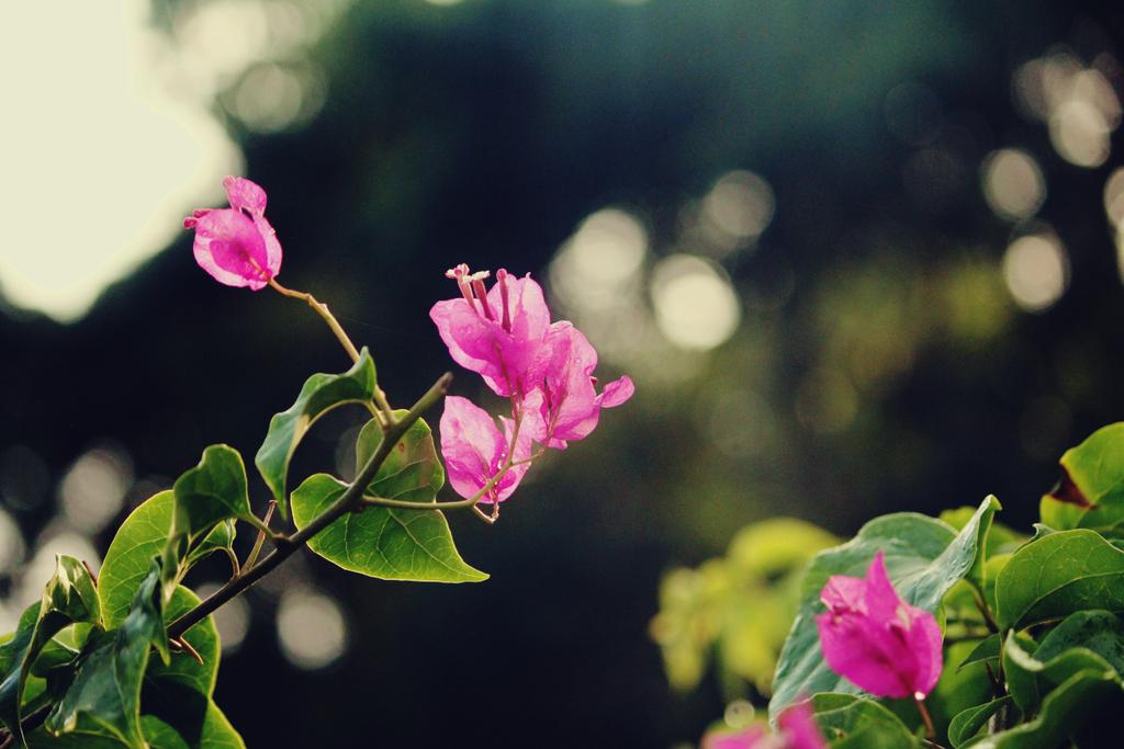 Rhaybags's tweet image. 🌸🌻🌼🌿My photography 101 at de Suba likod sa aming bahay 😄😂
#NotAPro
#CannonD500