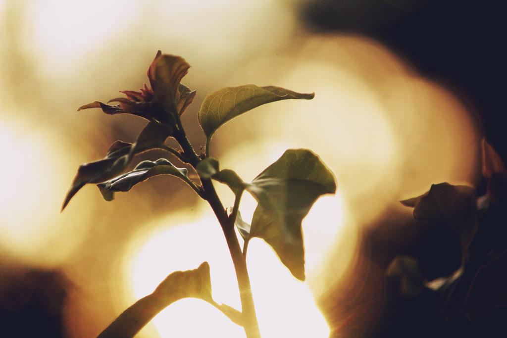 Rhaybags's tweet image. 🌸🌻🌼🌿My photography 101 at de Suba likod sa aming bahay 😄😂
#NotAPro
#CannonD500