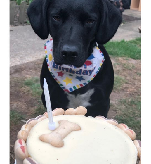 BarkingBakery_'s tweet photo. @springadorbenji
Yappy 2nd birthday benji 🐶 ❤️ 
#cakesfordogs #dogbirthday #dogbakery #dogcookies #dogtreat #puppybirthday #pupcake #dogtreats #pamperedpooch #dogcakes #dog #dogs #ilovemydog  #woofins #thebarkingbakery #boopmynose https://t.co/JUd6CuJwbF