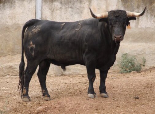 finca_eltrapio's tweet photo. 👉🏻Os presentamos a otro de los utreros que acaban de llegar a nuestra finca.

Es del hierro jienense Valdemoro y tiene unas hechuras espectaculares.

Estos días han llegado nuevos toros a nuestras instalaciones.

¡Ven a verlos sin compromiso!

📍Moncada (València).
☎️ 604 290 932 https://t.co/5rju9Sjotf