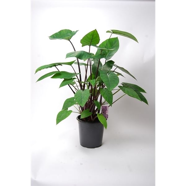 New offer available!
Offer name: Arend tropical promo 10631