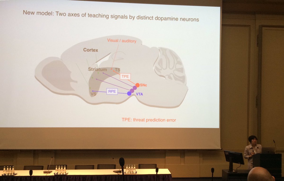 Mitsuko Watabe-Uchida continues with the topic of the role of dopamine <a href="/MCC_2019/">MCC_2019</a>