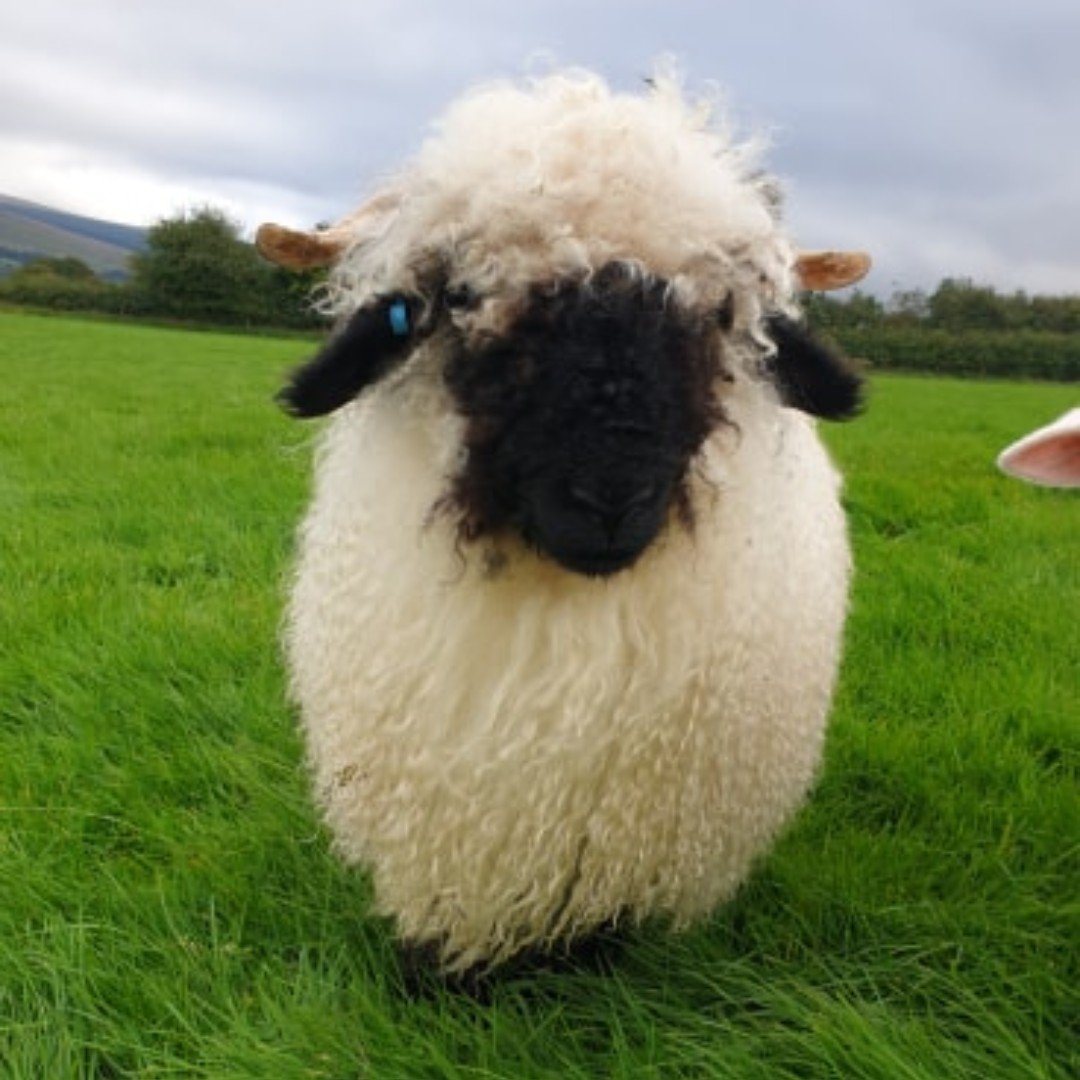 Jacob Sheep Trekking tweet media