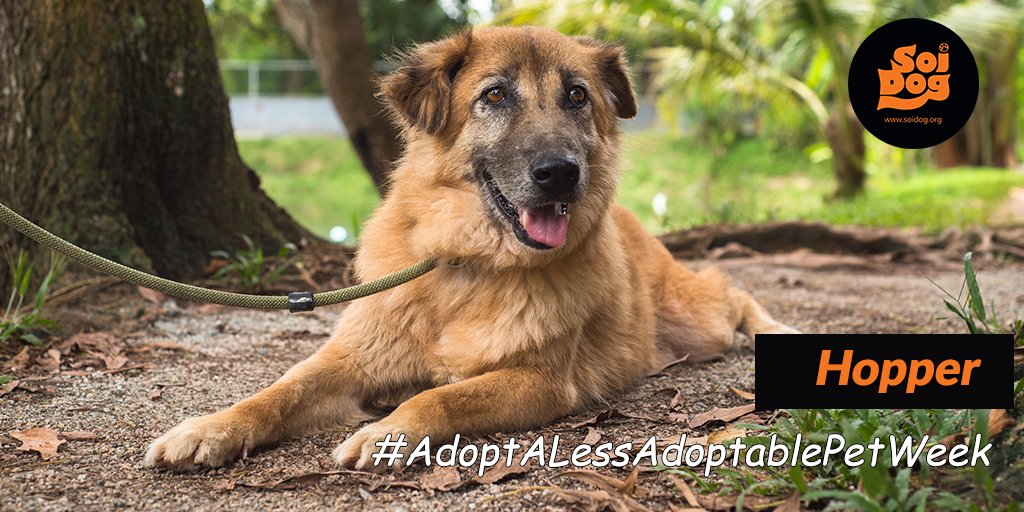 It's #AdoptALessAdoptablePet week.
Here is Hopper who has been waiting for a while to find his #foreverhome 
He's one of our #seniors who has been overlooked time and time again.

#SoiDogFoundation
@SoiDogCanada @SoiDogUKOffici1