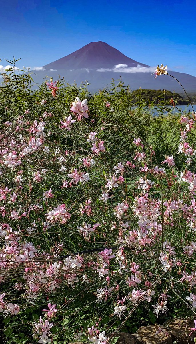 Take 秋の花咲く 縦位置です 待ち受けに出来るようでしたらお使い下さい