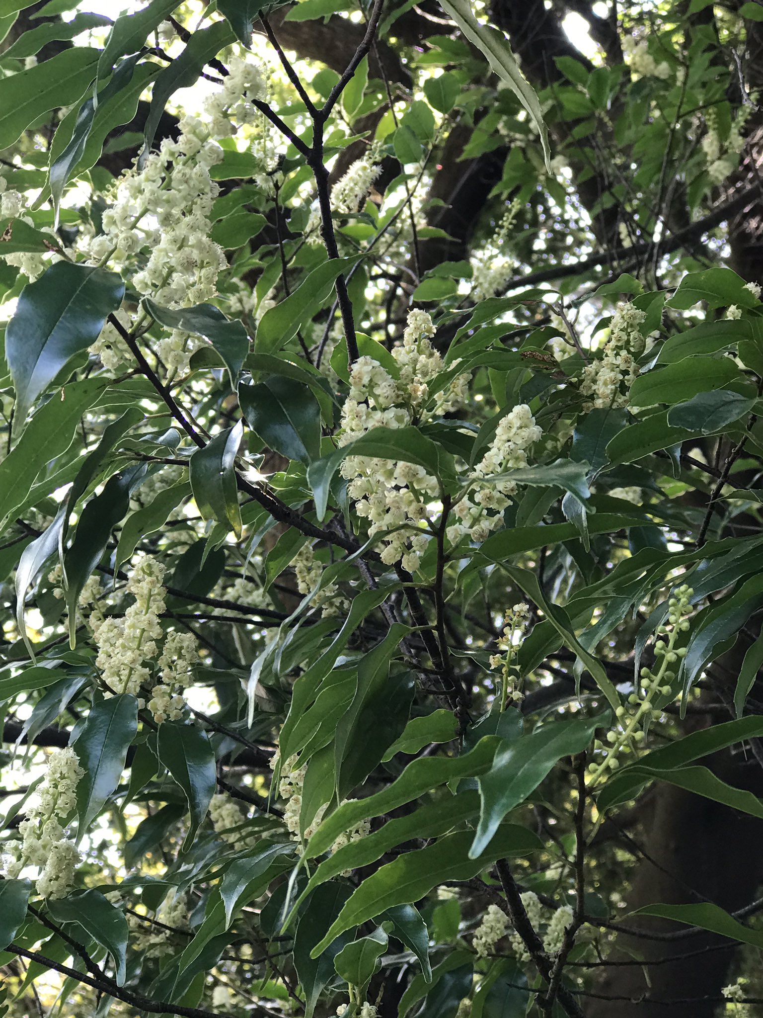 Twitter 上的 ヒメ 9月17日 秋日和 今の季節は 山で樹木の花は少ない 伊勢神宮の森では 鬱蒼とした緑の中に満開に白い花が リンボク の花です 桜の仲間で 秋に咲くリンボク です 高木で なかなか写真が撮りづらい ウワミズザクラの様な花姿