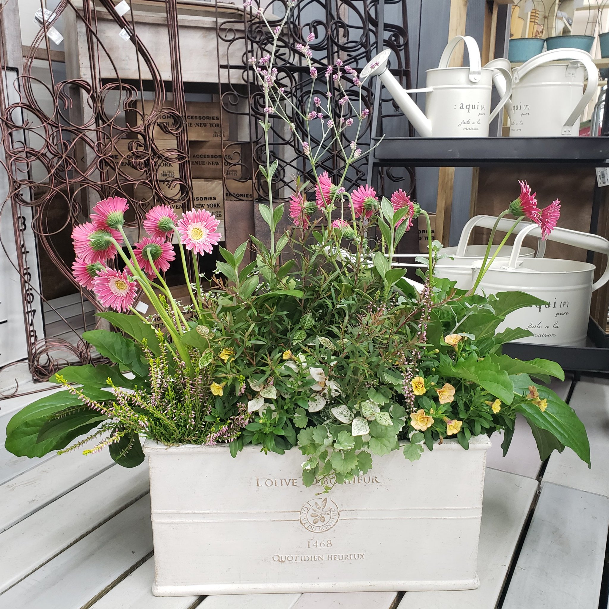 ジョイフル本田 ガーデンセンター Na Twitteru ガーデンセンター守谷店 本日の寄せ植え ガーデンガーベラ ガルビネア をメインにリーフを添えて 値段は高いですが 買って育てて損はなし おすすめポイント 春から秋まで咲き続ける連続開花 しかも花持ち ジョイフル本田 ガーデンセンター Na Twitteru ガーデンセンター守谷店 本日の寄せ植え ガーデンガーベラ ガルビネア をメインにリーフを添えて 値段は高いですが 買って育てて損はなし おすすめポイント 春から秋まで咲き続ける連続開花 しかも花持ち
