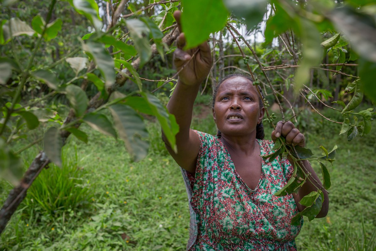 CGIARenviro's tweet photo. Women embrace #ecosystem conservation in #Ethiopia's male-dominated agrarian livelihood. 

Via @XHNews and partners @CIAT_ @CGIARclimate @IWMI_ @ILRI and #InterAid -- a feature on the Africa RISING project  ↓
https://t.co/niYCPeEE6t https://t.co/oZ9TforLHW