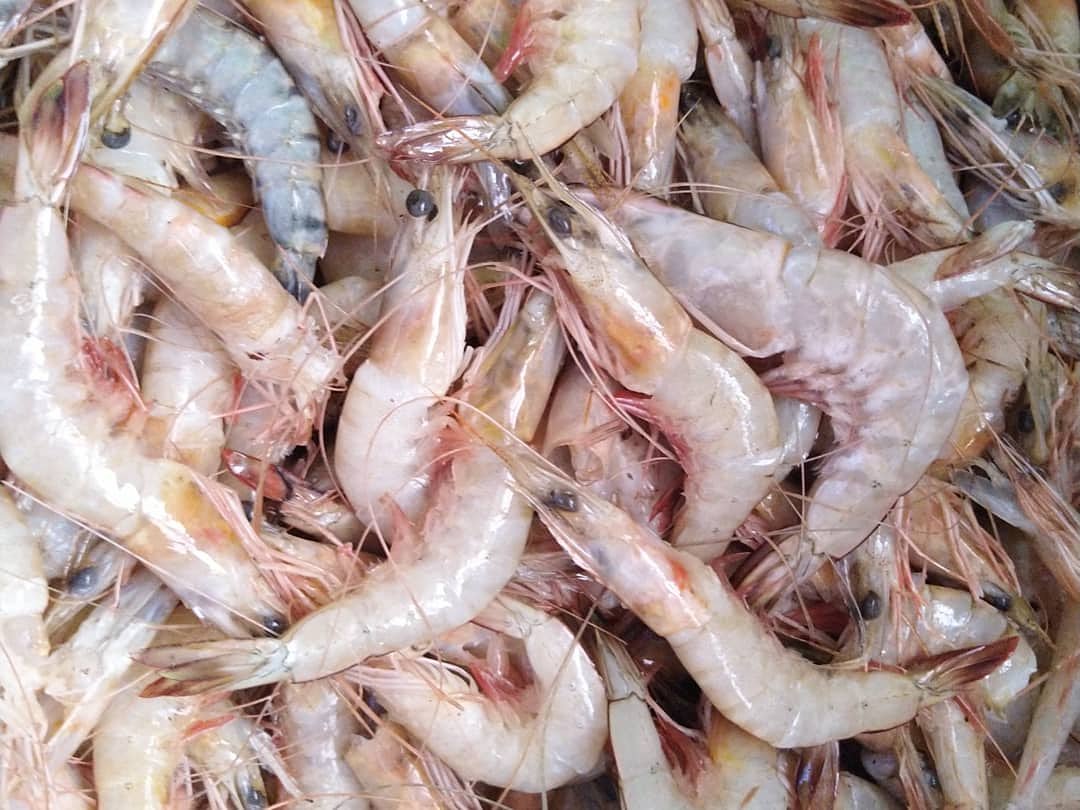 FishTamtam's tweet photo. Peeled Prawns available at kes1300 (500g) and Prawns in shells available at kes 1300/kg.
Now taking orders for Delivery via 0721639601.
Please RT for #seafoodlovers in your TL. Thanks🙂 https://t.co/4wnk6sNlvo