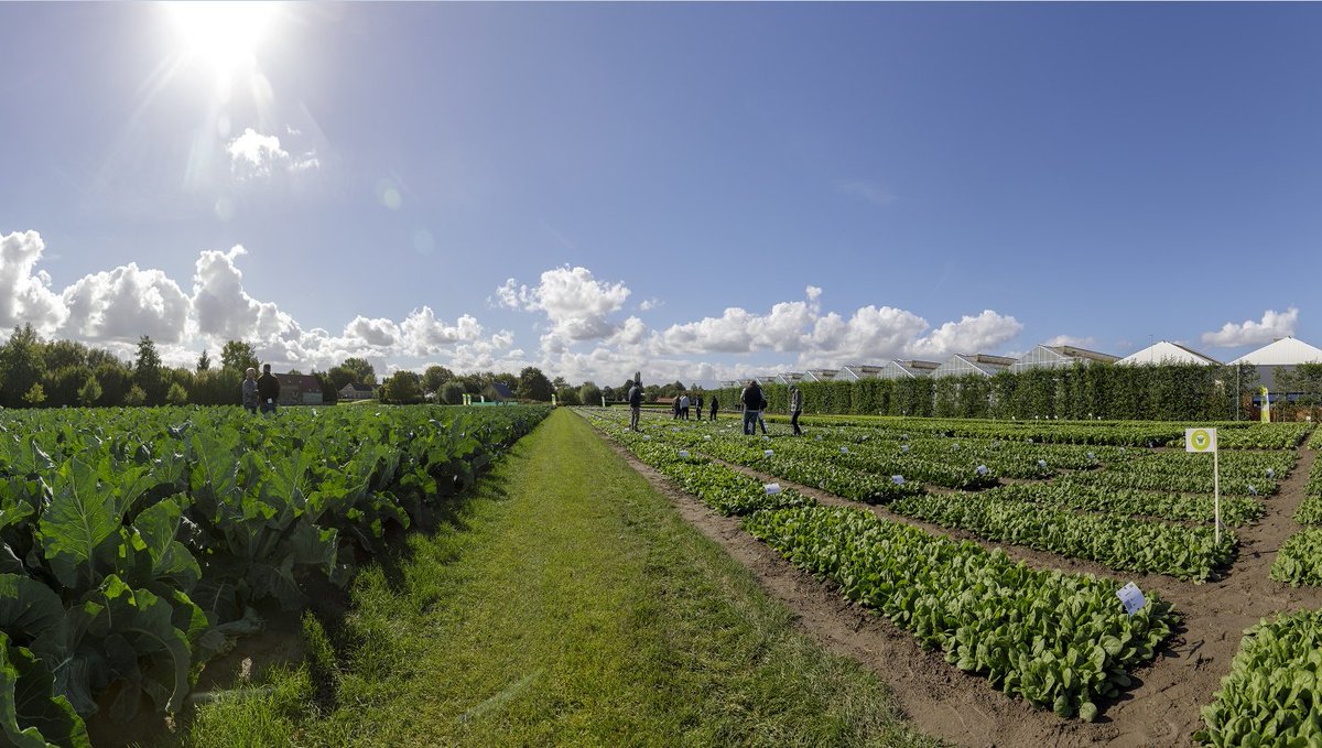 De demodagen in Fijnaart zijn begonnen. Heeft u al een afspraak gemaakt? #sharingahealthyfuture #innovation #newvarieties rijkzwaan.nl/demodagen-fijn…