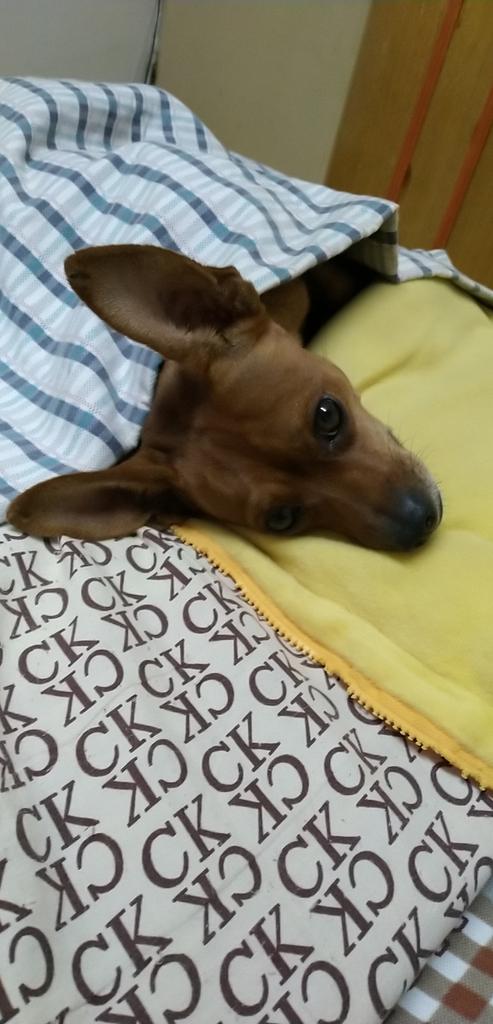 感觉香港的废青 活的都不如狗 为了钱而已 自由 简直就是笑话 你诽谤诬陷各种故意伤害就是自己 我敲死你也算自由 一个没有法治的地方 还自由呢 简直是天大的笑话 要去当美国人最好 随时被枪毙的自由 除害了