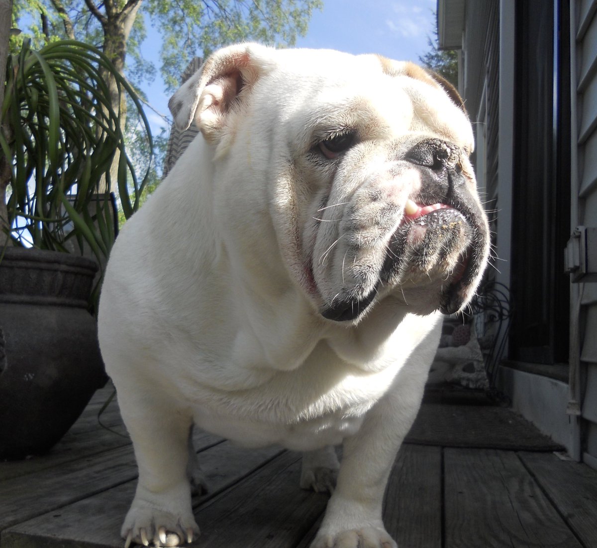 I like to Stay a Bit Fluffy...
It definitely wouldn’t be Fair to all the Skinny Dogs if I were this Intelligent, Funny, and Super Sexy...
Love, Gertie the Bulldog ❤️🐾🐶🐾
#gertiethebulldog #fluffy #Intelligence #BeautyIsNotASize #TuesdayMotivation #dogsoftwitter  #Bulldog #dog