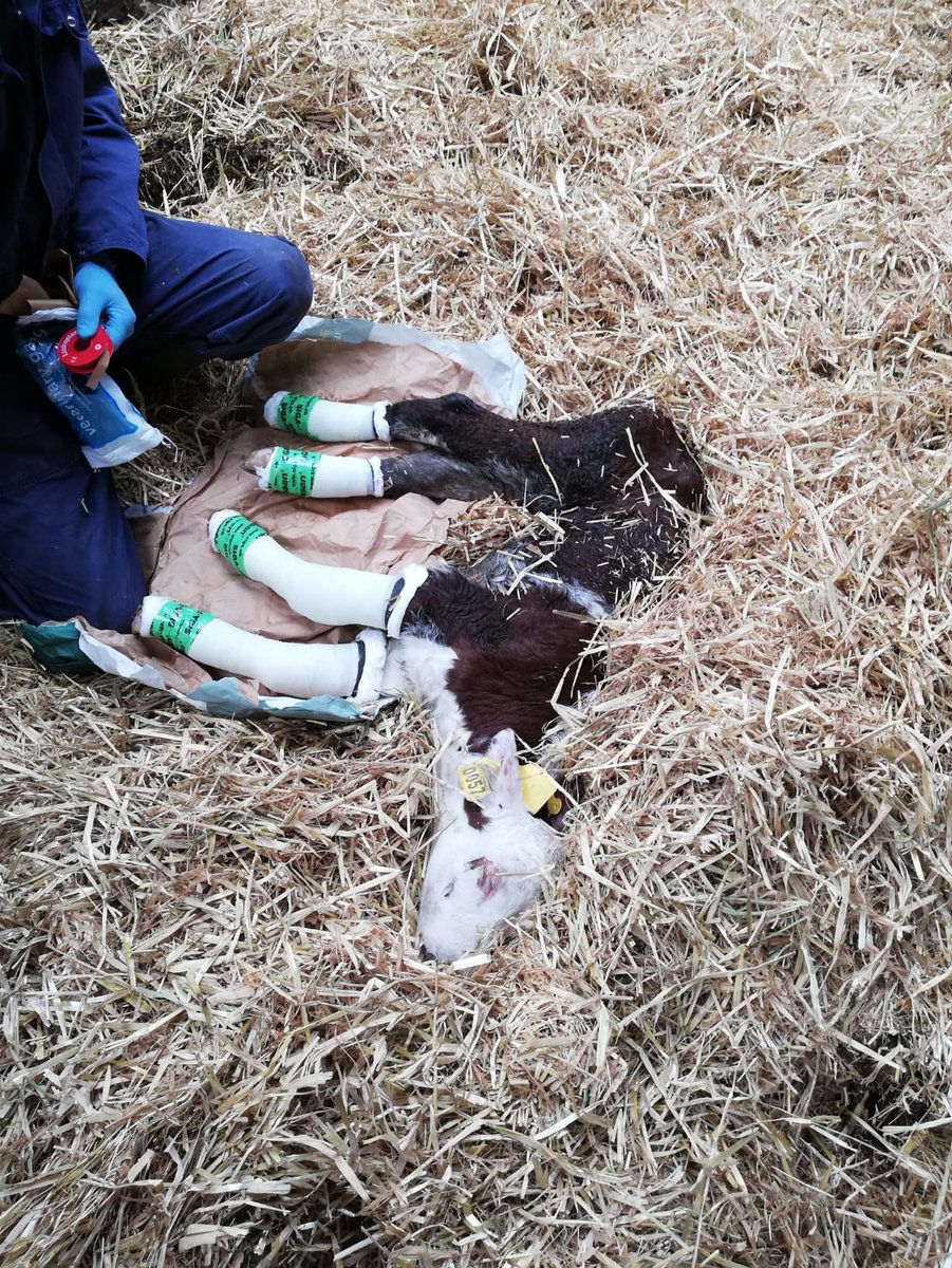 Our Rissan is a very multifunctional tape! sigaonline.nl/binnentoepassi…