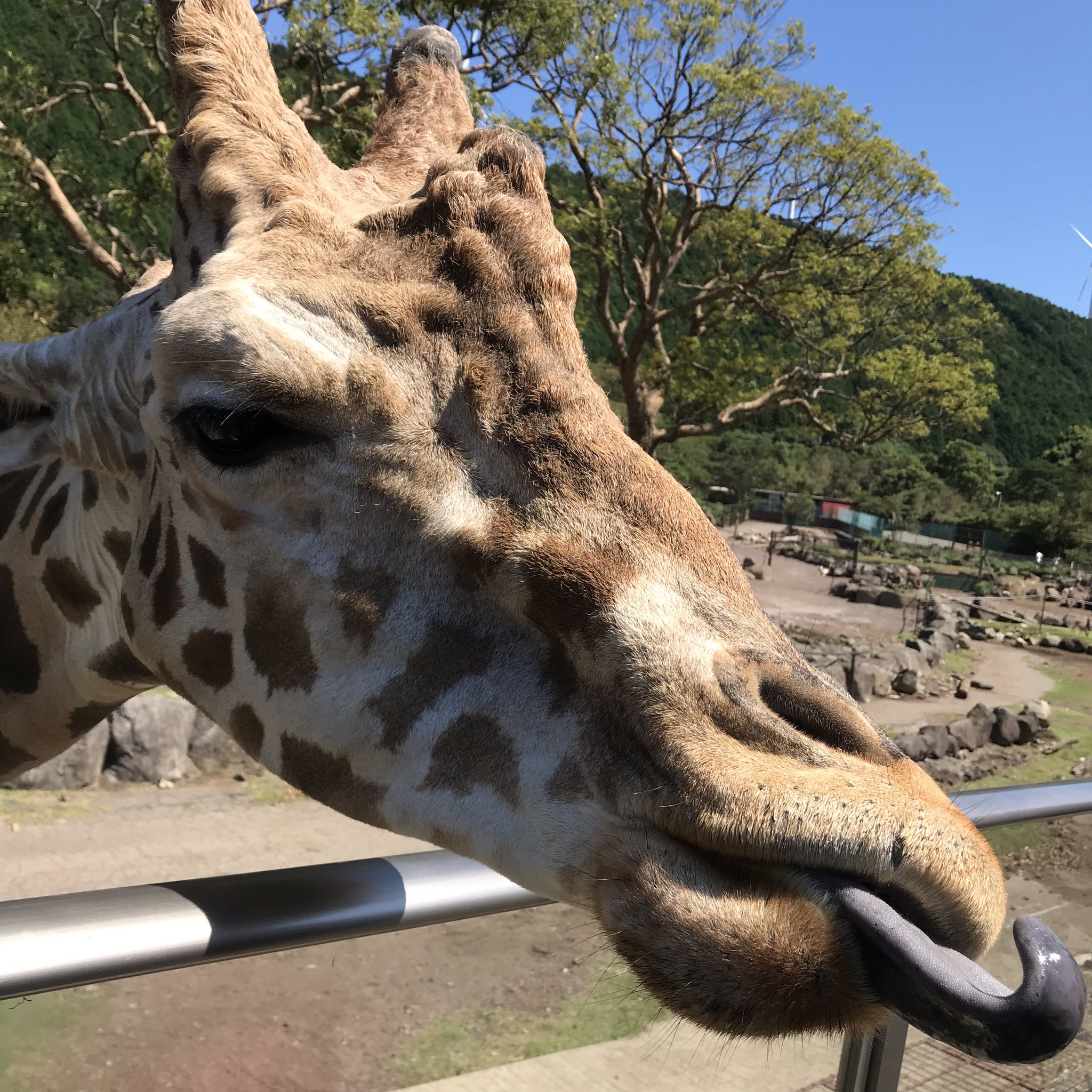 直丼 Twitterissa キリンはエサのほうにベロ伸ばしてくる 背後から腕舐められた人もいるくらい近い キリン アニマルキングダム 伊豆アニマルキングダム T Co Zienq4auiw T Co V5qt437leg Twitter